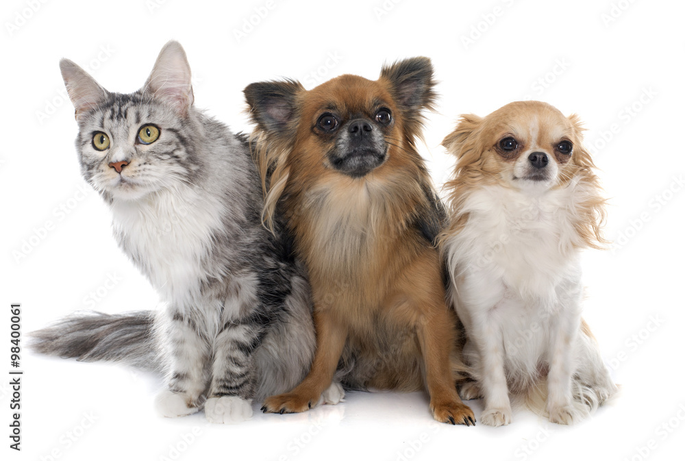 long hair chihuahuas and maine coon