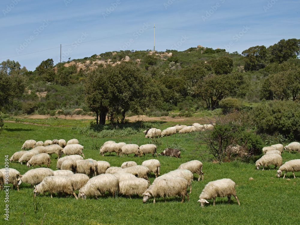 Φωτογραφία Flock of sheep near Gennamari in the Southwest of Sardinia, Italy, Europe