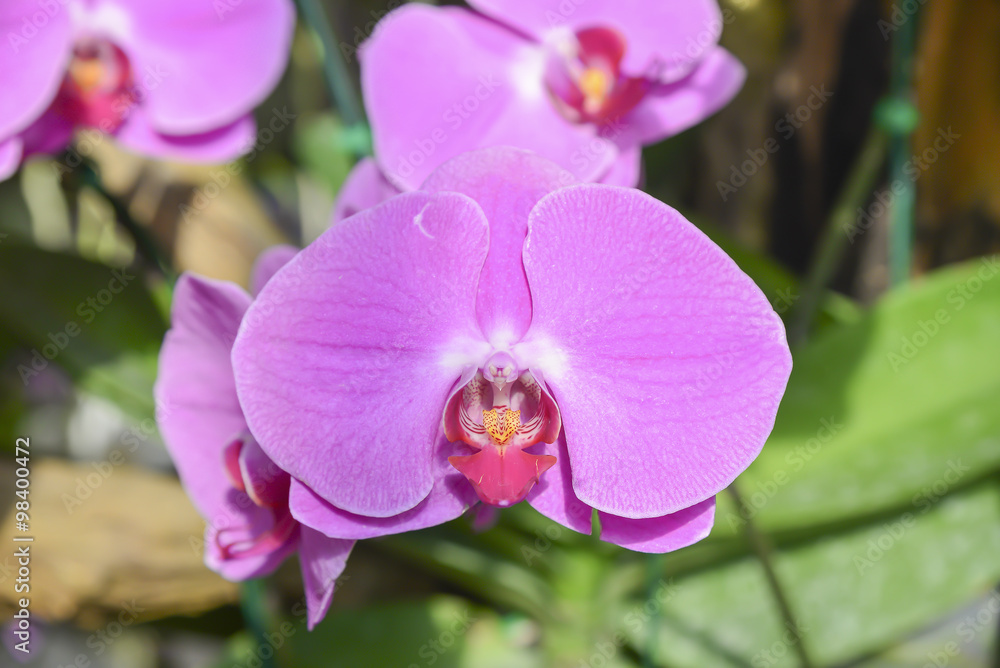 Obraz premium the pink orchids