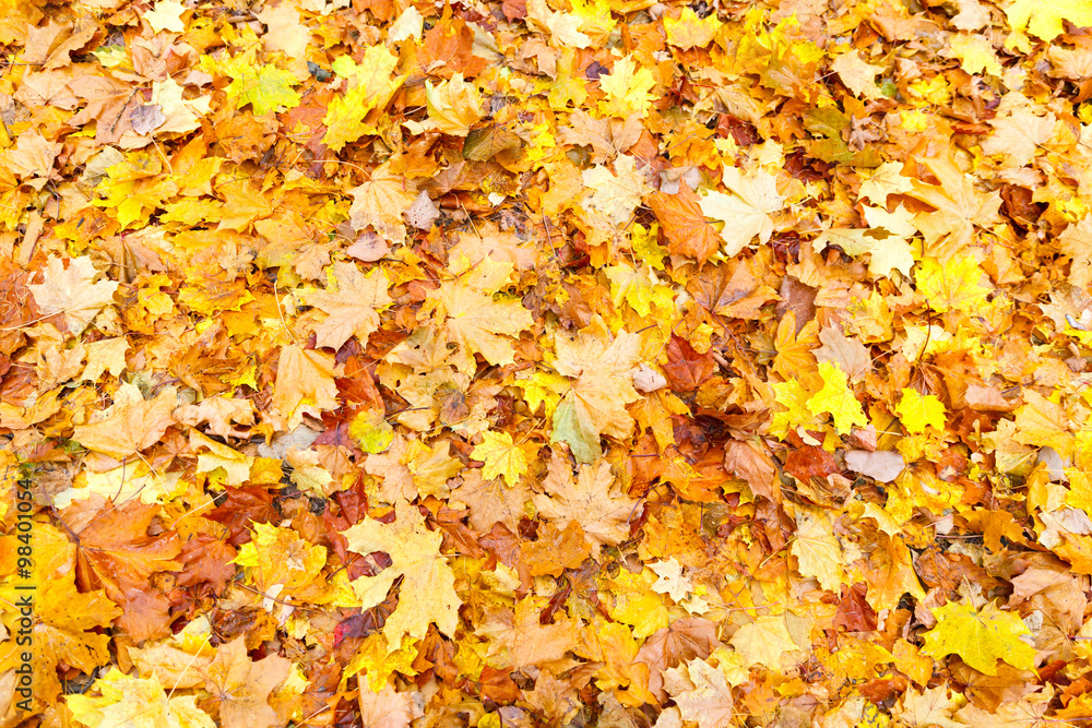 natural background with yellow colorful maple leaves natural background with yellow colorful maple leaves