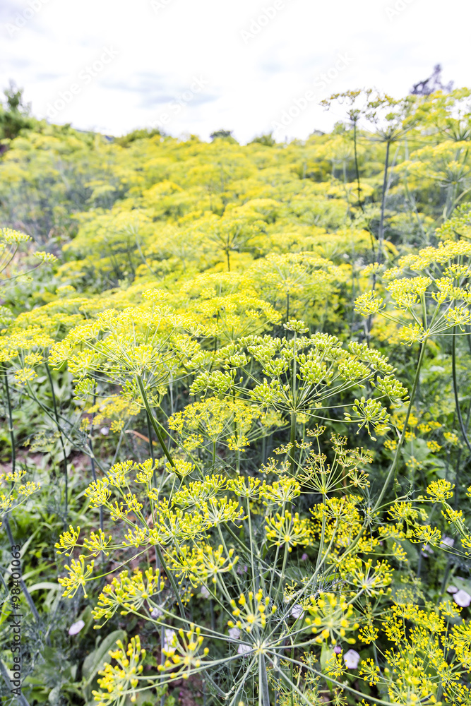 Obraz premium Fresh Dill Weed Flowering