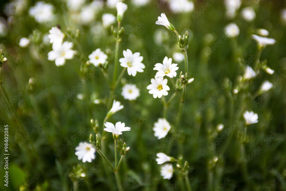 White flowers of Stellaria (stitchwort or chickweed) White flowers of Stellaria (stitchwort or chickweed)