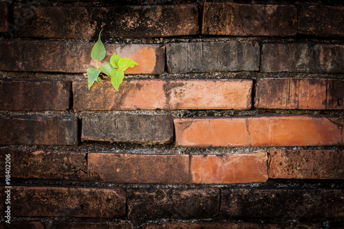 plant on a wall struggle for survival 