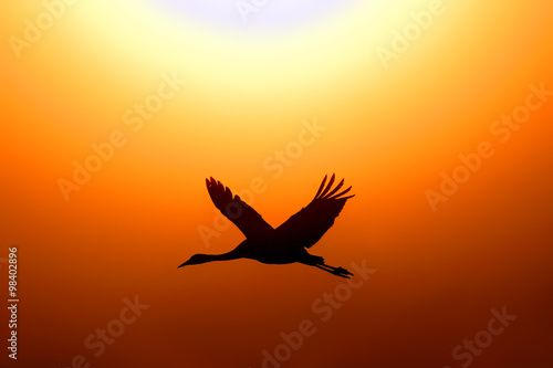 Common Crane in the sunrise at Ahula lake, Israel © PROMA