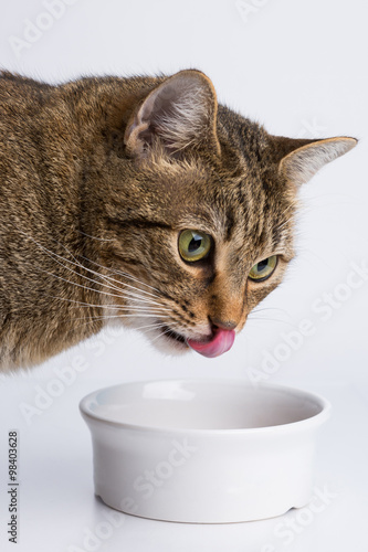 Cute European kitten eating isolated on white background, animal portrait 
