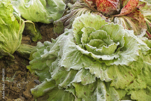 frost salad after a cold night in winter