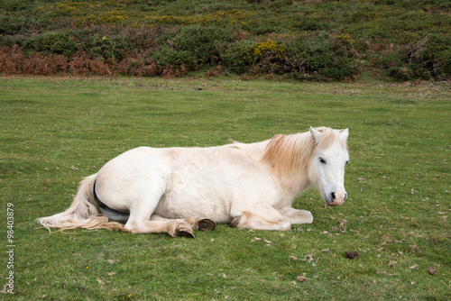Fototapeta Naklejka Na Ścianę i Meble -  Relaxing White Horse