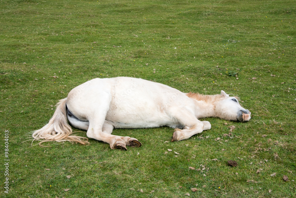 Sleeping White Horse Sleeping White Horse