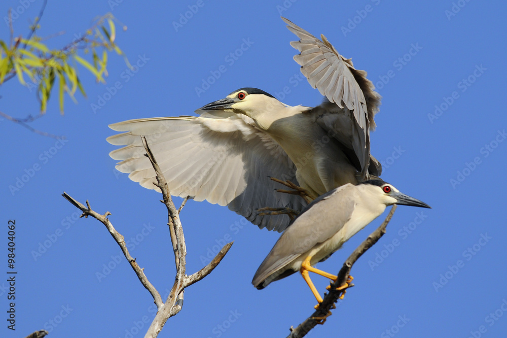 Fototapeta premium Black-crowned night heron (Nycticorax nycticorax)