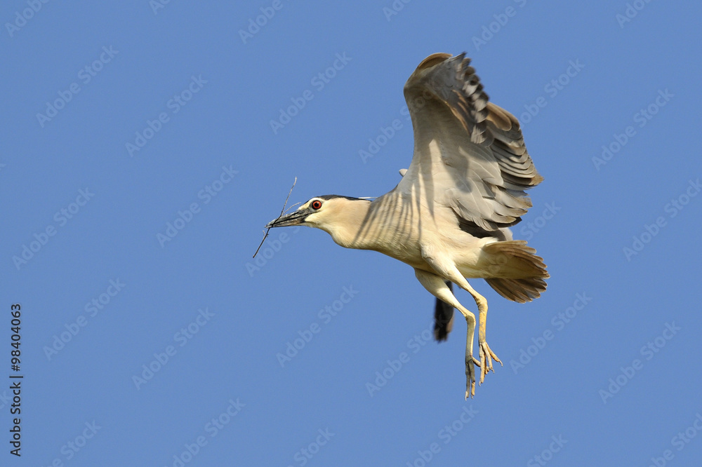 Obraz premium Black-crowned night heron (Nycticorax nycticorax)
