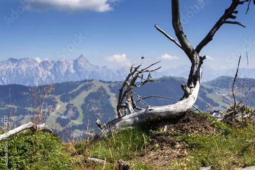 Thrawn branches with Leogang Mountains landscape on idyllic summer day in Alps, Austria