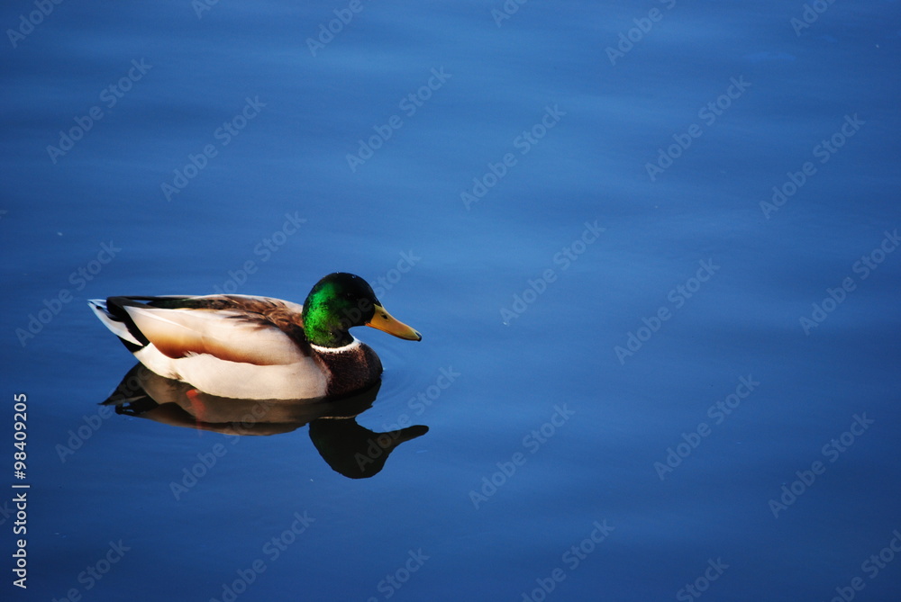 Obraz premium Pato navegando