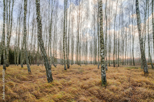 Fototapeta Naklejka Na Ścianę i Meble -  Autumnal Forest with White Birch, Trees Yellow Dried Grass, Sunset Clouds in Background