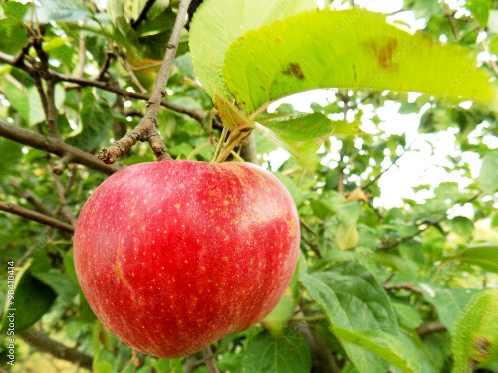 Obraz premium Red apple on tree