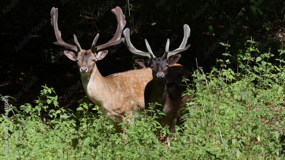 Two males of the fallow deer at the edge of the forest Two males of the fallow deer at the edge of the forest