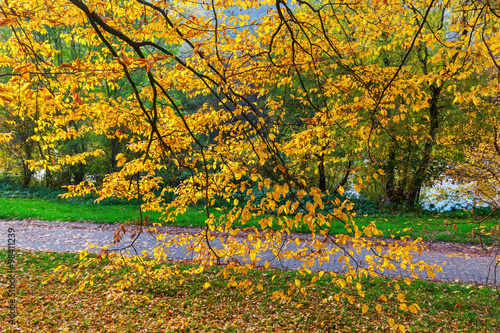 Herbst im Park