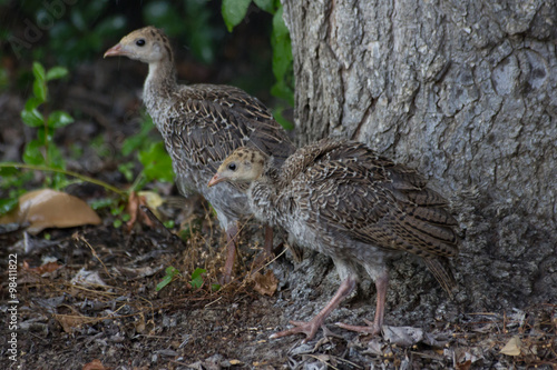 North American wild turkeys, baby birds with juvenile plumage, standing at the base of an oak tree