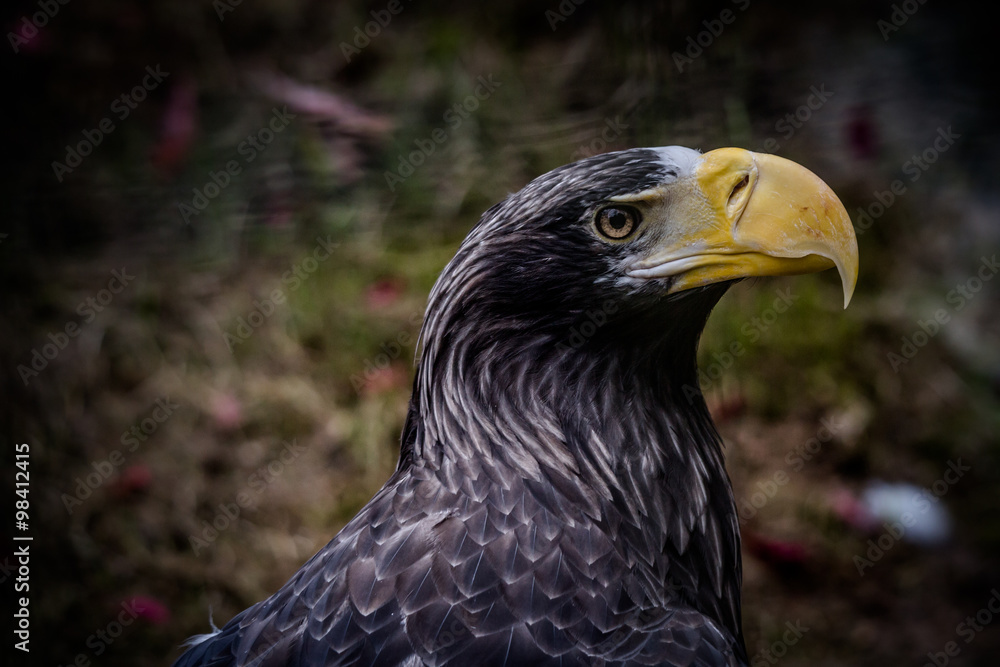 Seeadler im Portrait Seeadler im Portrait