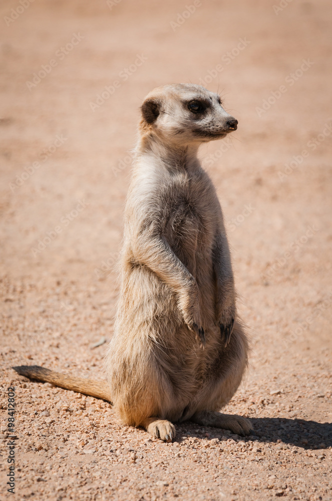 Fototapeta premium Erdmännchen, Meerkat