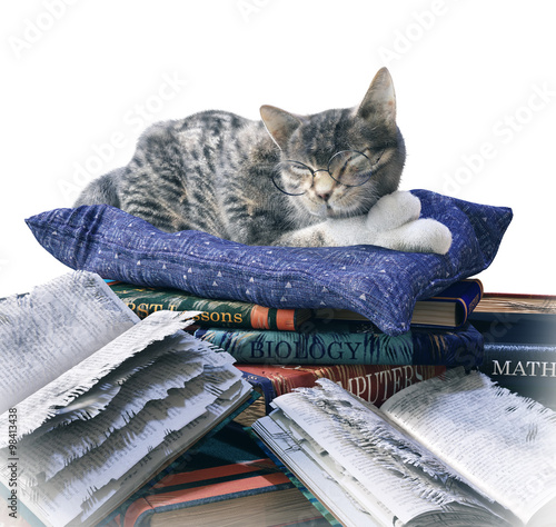 scientist cat and scratched school books funny isolate composition photo