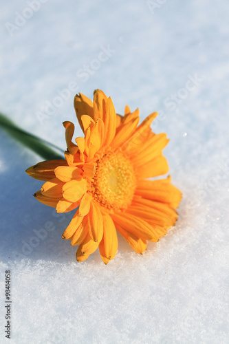 Жёлтый цветок на снегу
