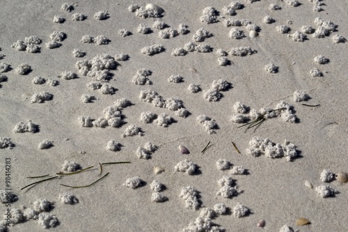 Worm mounds on beach white sand