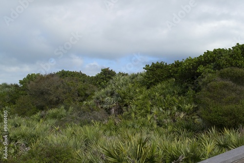 Dunes overgrown with shrub on Cape Canaveral beach, Florida