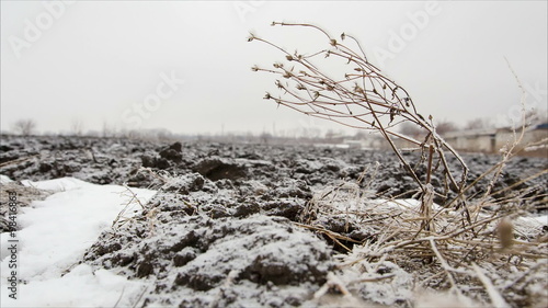 Wallpaper Mural Twig with hoarfrost in winter field Torontodigital.ca