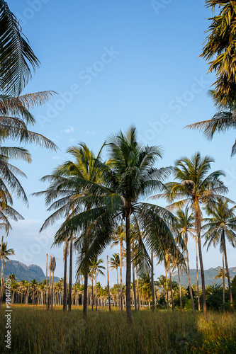 Coconut tree in garden