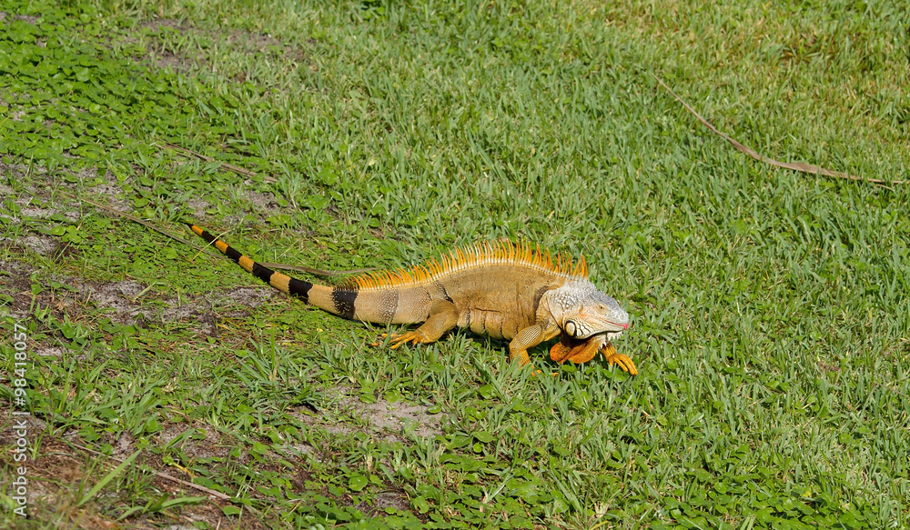orange iguana with a pink tongue orange iguana with a pink tongue