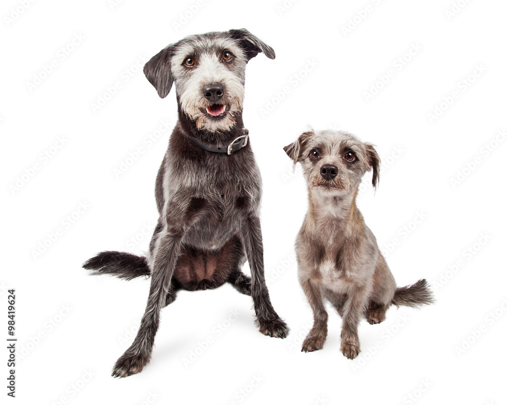 Two Differnt Size Terrier Mixed Breed Dogs