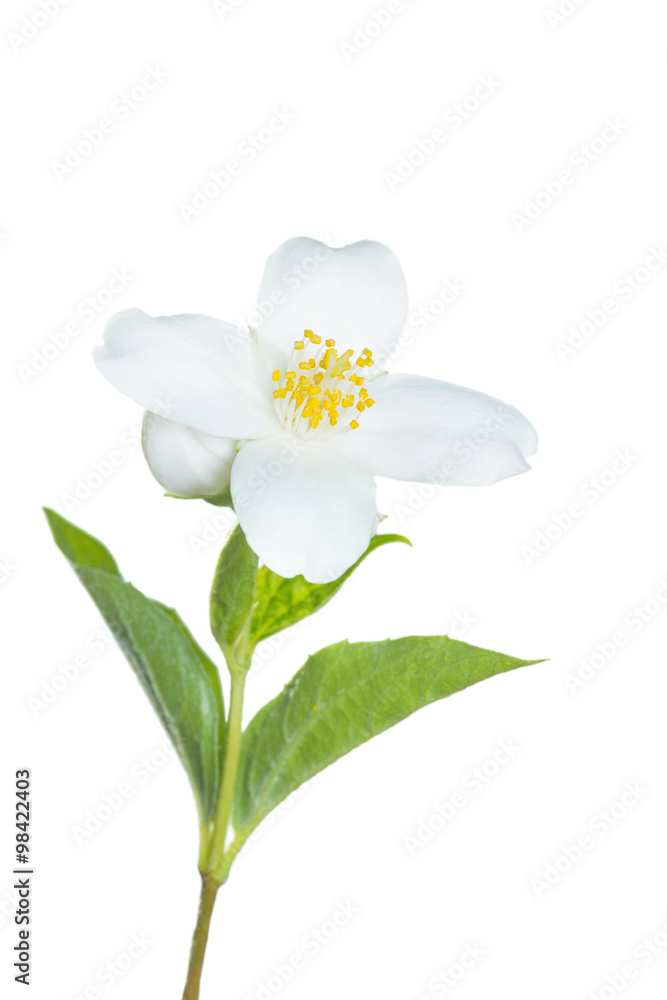 Jasmine Flower isolated on white Jasmine Flower isolated on white
