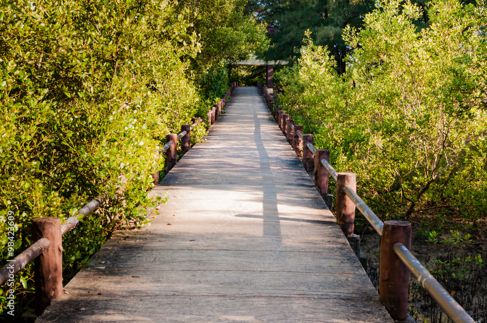 Mangrove forest ecotourism pathway in conservative site Phuket,