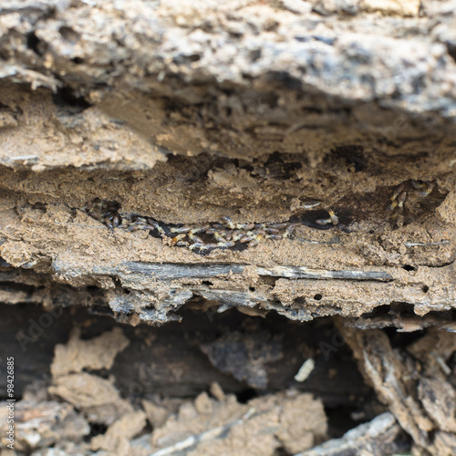 Termite group on wood in termite holes.