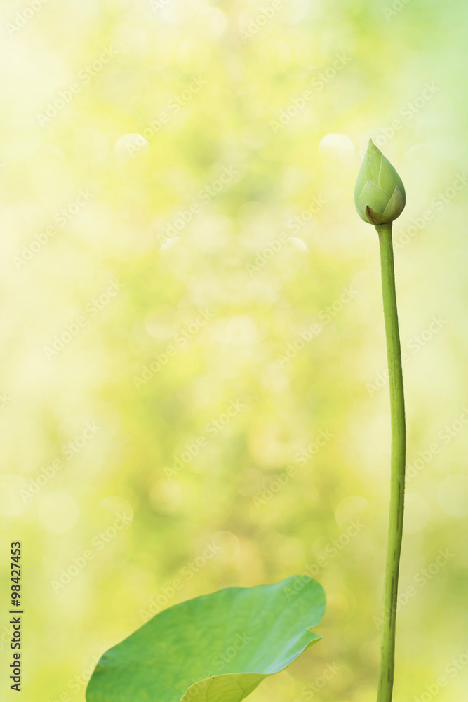 Lotus on blurred bokeh background Lotus on blurred bokeh background