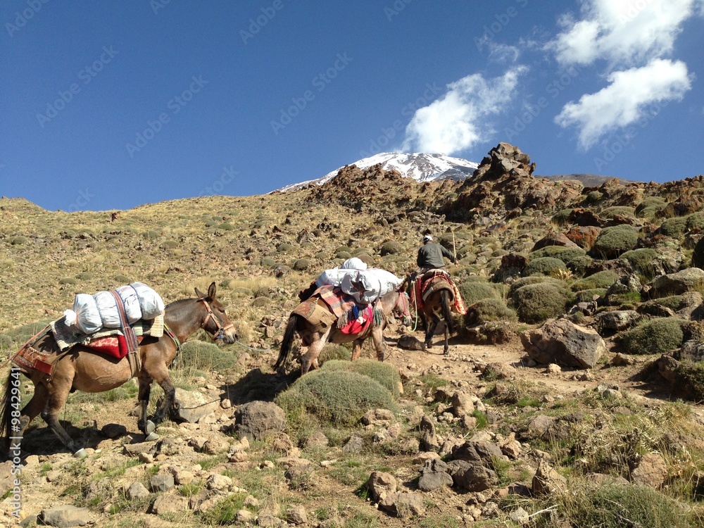 Fototapeta premium Trekking Damavand