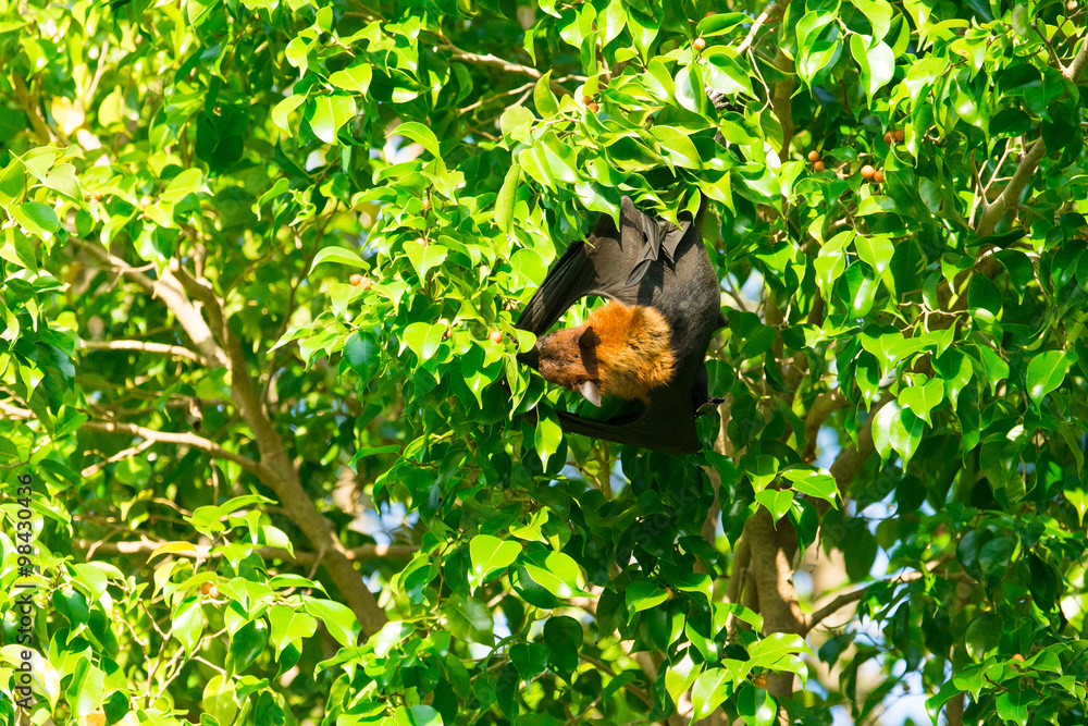 Fototapeta premium Bat