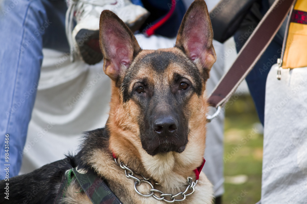 Protrait of German Shepherd Dog Protrait of German Shepherd Dog