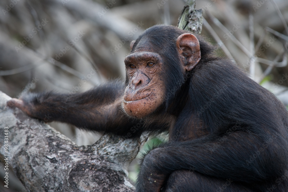 Portrait of chimpanzee. Republic of the Congo. Conkouati-Douli Reserve. An excellent illustration. Portrait of chimpanzee. Republic of the Congo. Conkouati-Douli Reserve. An excellent illustration.