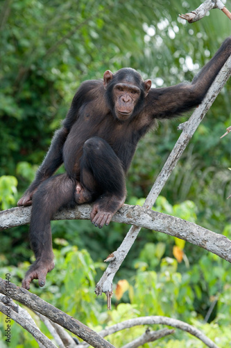 Fototapeta Naklejka Na Ścianę i Meble -  Chimpanzee on mangrove branches. Republic of the Congo. Conkouati-Douli Reserve. An excellent illustration.