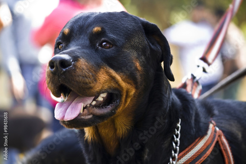 Portrait of Rottweiler Dog