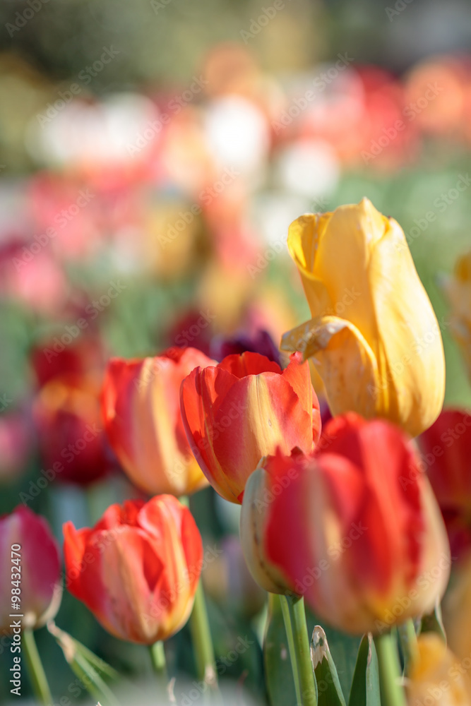 Fototapeta premium チューリップ