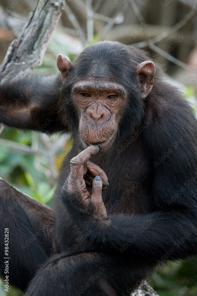 Portrait of chimpanzee. Republic of the Congo. Conkouati-Douli Reserve. An excellent illustration. Portrait of chimpanzee. Republic of the Congo. Conkouati-Douli Reserve. An excellent illustration.