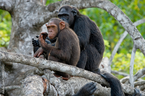 Fototapeta Naklejka Na Ścianę i Meble -  Two chimpanzees are sitting on mangrove branches. Republic of the Congo. Conkouati-Douli Reserve. An excellent illustration.