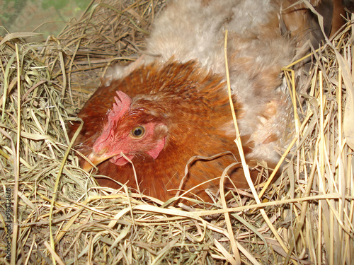 hen on the nest photo