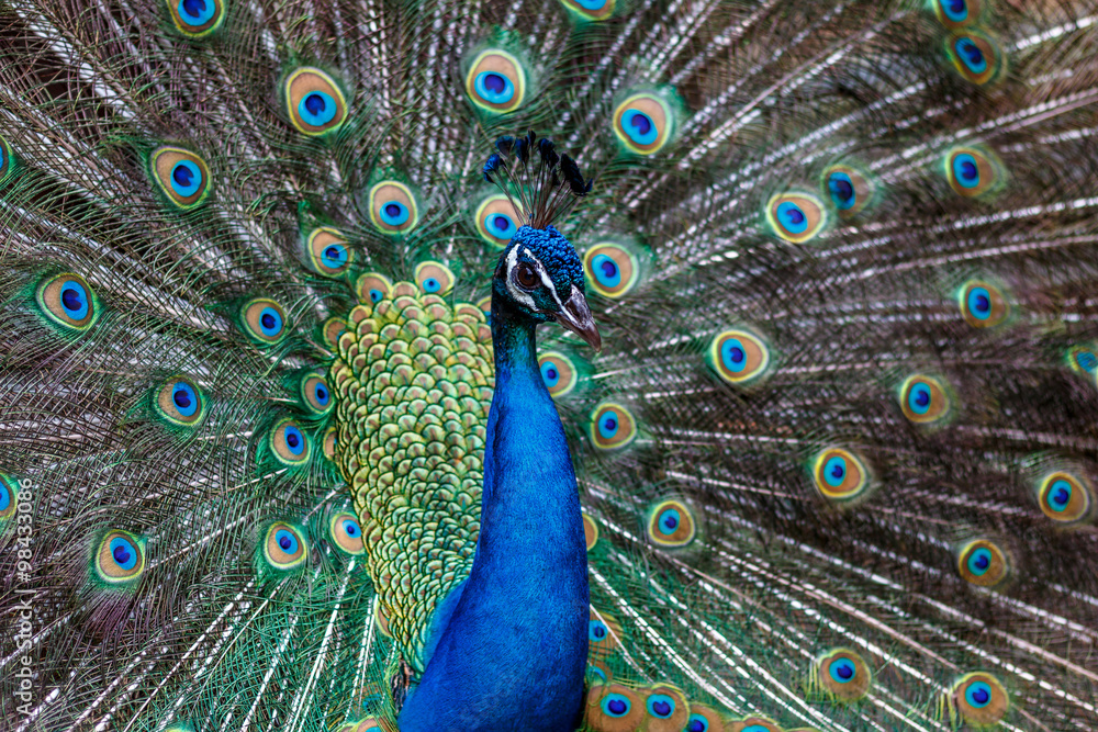 Obraz premium 孔雀のポートレート