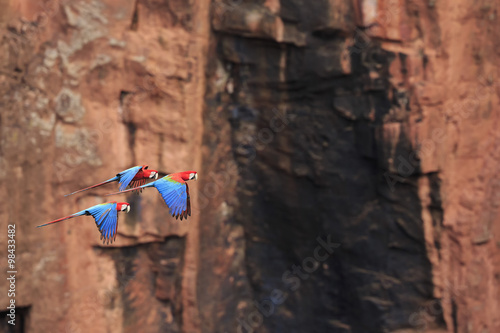 Brazil, Mato Grosso, Mato Grosso do Sul, Bonito, Buraco of Araras, flying scarlet macaws photo
