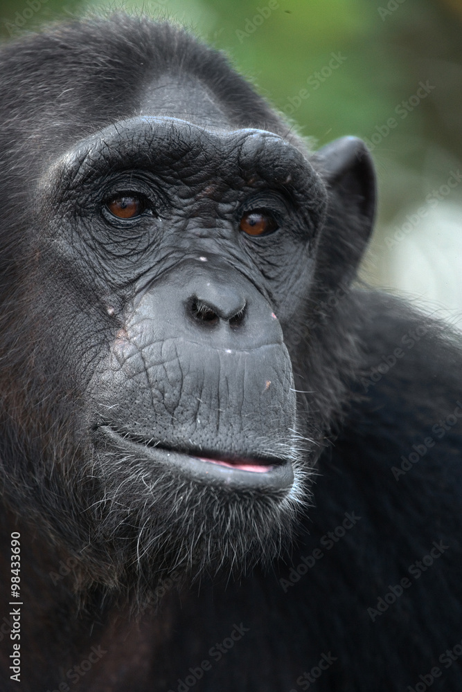 Fototapeta premium Portrait of a male chimpanzee. Republic of the Congo. Conkouati-Douli Reserve. An excellent illustration.