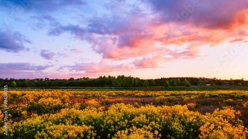 Beautiful Evening Sky Above A Flower Field - Spring Landscape