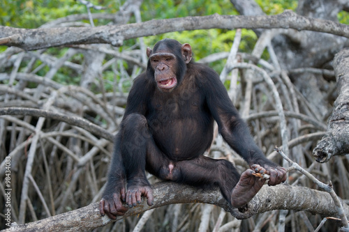 Chimpanzee on mangrove branches. Republic of the Congo. Conkouati-Douli Reserve. An excellent illustration.